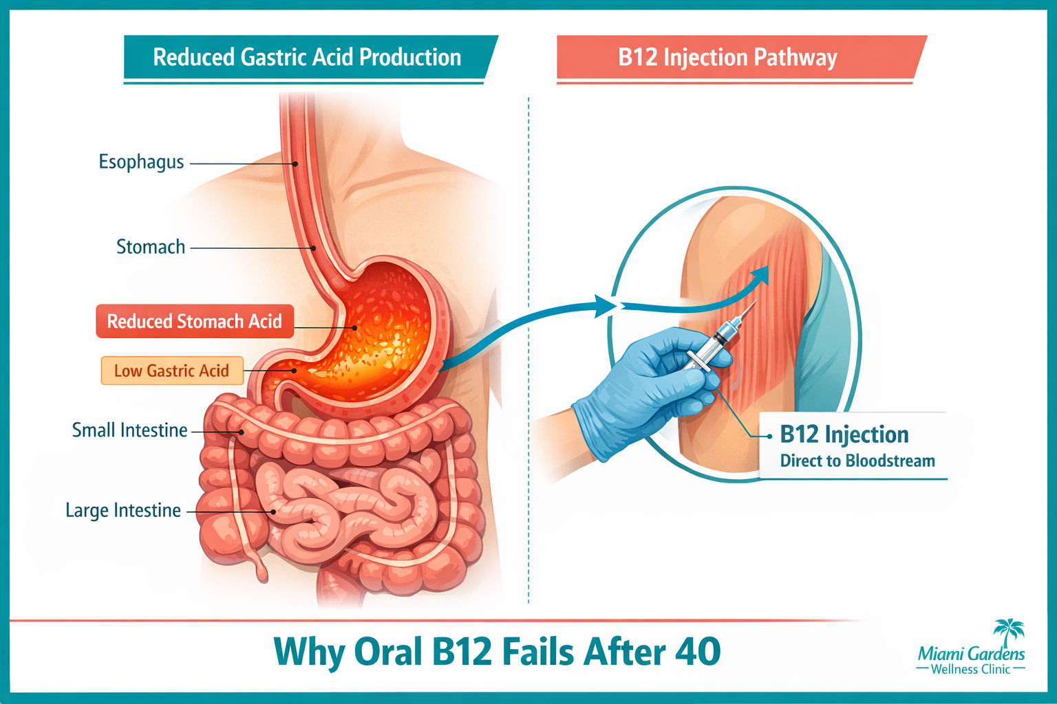 Detailed () medical illustration showing a cross-section diagram of the human digestive system at age 40+ with reduced